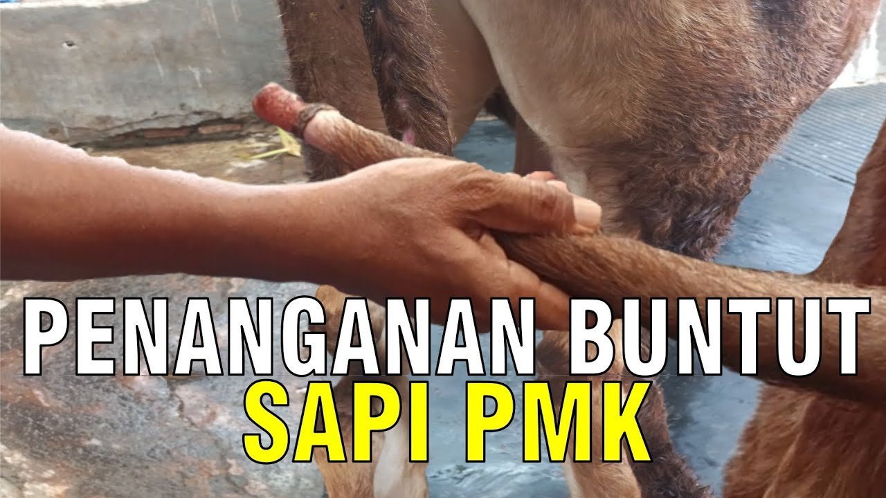 
                                 Penyembuhan-Buntut-Sapi-PMK-Yang-Rontok-Gundul